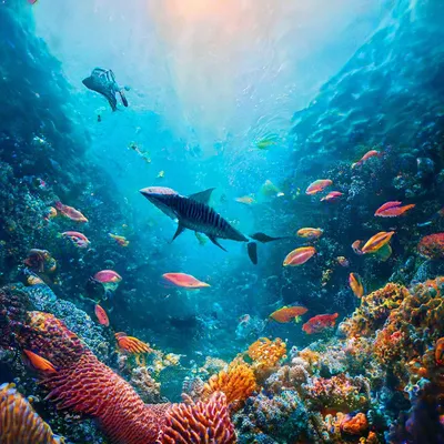 Рыбы под водой - 56 фото