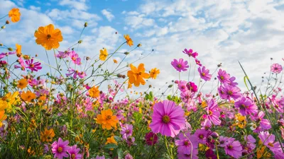 Как посеять полевые цветы? - Статьи про газон