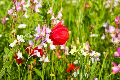 Сад полевых цветов - посадка, уход, фото, как вырастить и собрать урожай -  «Блог Флориум.юа» 2024