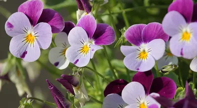 7 красивых полевых цветов для вашего сада, которым не нужен особый уход |  ivd.ru