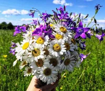 Самые красивые полевые цветы - 79 фото