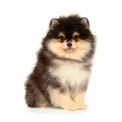 Померанский Шпиц / Pomeranian ❤️ | Facebook