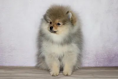 Померанский Шпиц/ Pomeranian