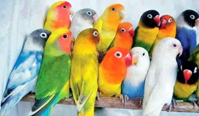 Попугаи-неразлучники 🦜 Уход и содержание | Pet7