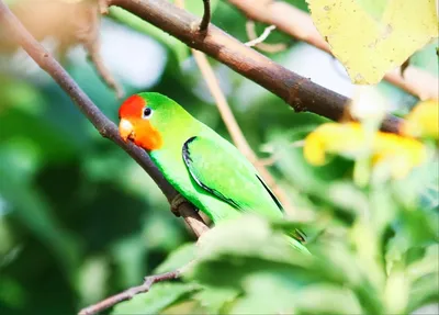 Попугаи неразлучники сидят на тонких…» — создано в Шедевруме