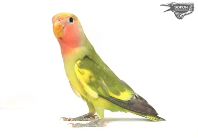 Зачем попугаи-неразлучники вставляют полоски бумаги себе в хвост:  особенности поведения попугаев