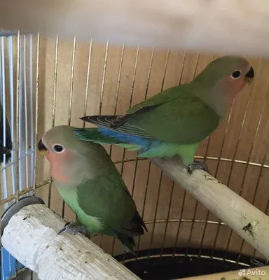 Сильвер Корм для средних попугаев неразлучников лори ожереловых 800г