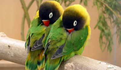Птенцы попугаев-неразлучников: 640 грн. - Птицы Одесса на Olx