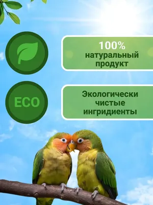 История любви попугаев-неразлучников покорила интернет