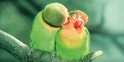 4 TAT - Неразлучники ( lovebird ) попугаи. #Haf_Haf Это одни из самых  популярных видов #попугаев для домашнего содержания. В отличие от  волнистых, эти меньше разговаривают и менее способны к обучению. Они