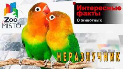 ПОПУГАИ-НЕРАЗЛУЧНИКИ 2024 | ВКонтакте