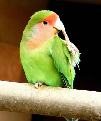 lovebird parrot how to determine gender - YouTube