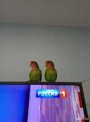 4 TAT - Неразлучники ( lovebird ) попугаи. #Haf_Haf Это одни из самых  популярных видов #попугаев для домашнего содержания. В отличие от  волнистых, эти меньше разговаривают и менее способны к обучению. Они