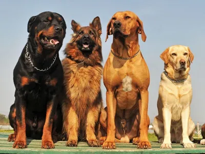 Кинолог назвал самые популярные в 2021 году породы собак у россиян - РИА  Новости, 26.12.2021