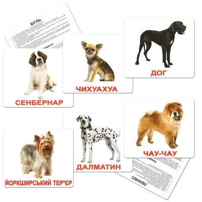 Топ семь породистых пород собак, которые очень похожи на дворняжек |  Pets2.me | Дзен