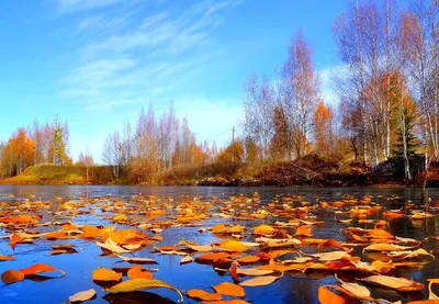 Лес поздней осенью - Природа - Картинки для рабочего стола - Мои картинки