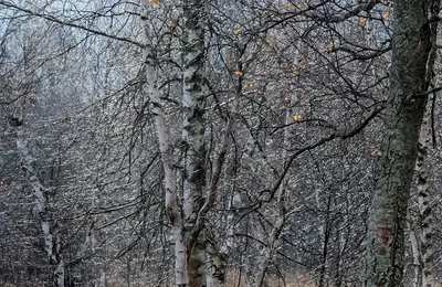 Утро поздней осени. Фотограф Виктор Климкин