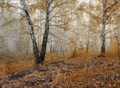 Осень улетает. День поздней осени. …» — создано в Шедевруме