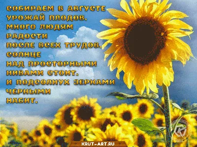 🌻 Здравствуй август! | Поздравления, пожелания, открытки! | ВКонтакте