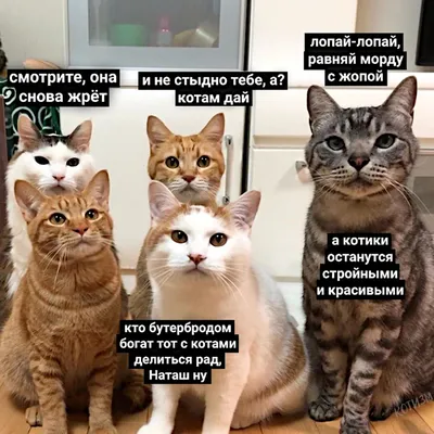 Смешные коты / картинки котов | ВКонтакте