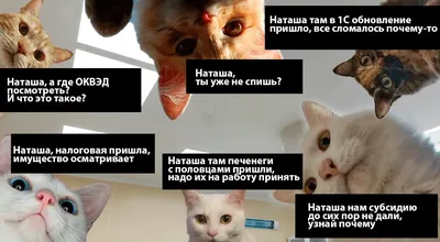 В сети обрел популярность мем с котами «Наташ, вставай! Мы все уронили!»