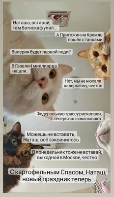 Наташ, вставай, мы всё уронили»: откуда взялись мемы про Наташу и котов,  которые теперь буквально везде — Netka.by