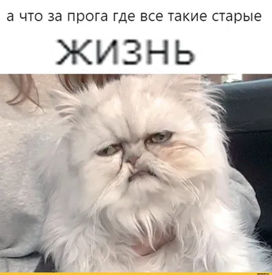 Кружка \"прикол С пожеланием балдеть о жизни котик\", 330 мл - купить по  доступным ценам в интернет-магазине OZON (1249960762)