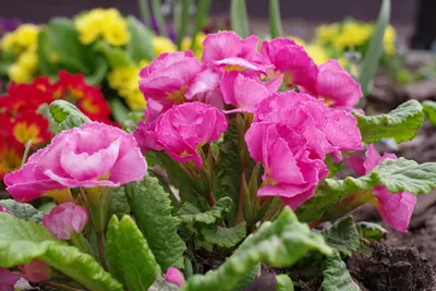 Примула обыкновенная / бесстебельная (Primula vulgaris, acaulis) - «Самые  первые порадуют своим цветением после зимы! 🌸 Чудесные, весенние,  неприхотливые примулы. 🌸 Мой опыт выращивания.» | отзывы