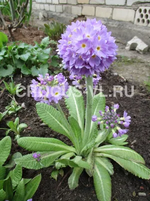 Примула (Первоцвет) Премьера F1 Блю Улучшенный (Primera F1 Blue Imp.)  семена купить в Украине | Веснодар