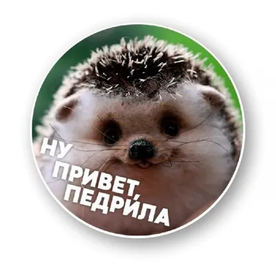 ну привет педрила - zbs-sticker.by - Лучшие тематические стикеры для вашего  авто