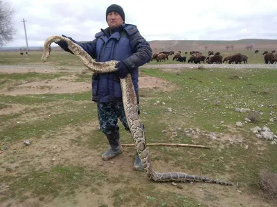 Как нарисовать анаконду на бумаге карандашом поэтапно