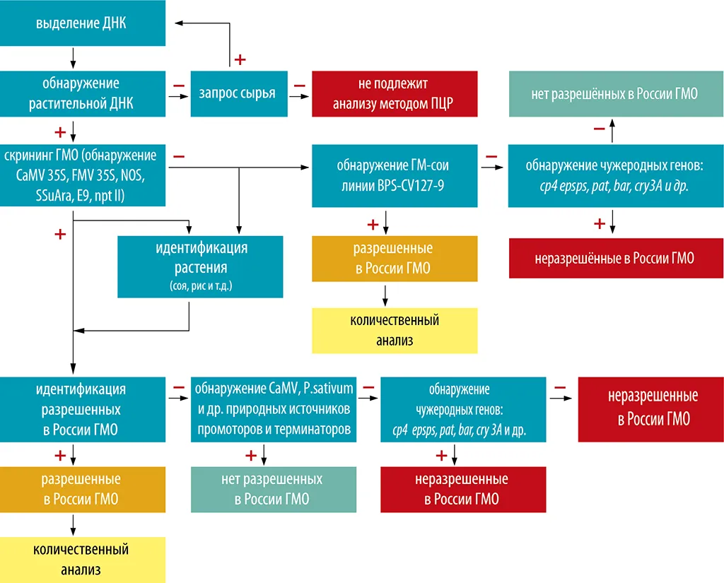 Пцр гмо. Исследования безопасности генетически модифицированных организмов. Создание ГМО схема. Методы определения ГМО. Методы получения ГМО.