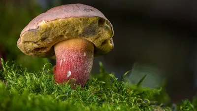 Porcini Mushrooms at the change of season. - YouTube