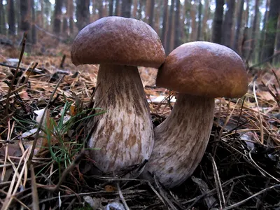 Hallucinogenic mushrooms - the effect of psilocybin on the body and  consequences | MEDLUX