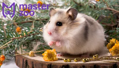 Корм для хомяков и мышей PINNY 0,3 кг Premium Menu Hamster с фруктами  купить по цене 299 ₽ с доставкой в Москве и России, отзывы, фото