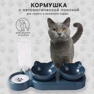 Обои для рабочего стола Хаски Щенок Котята кошка собака Siberian