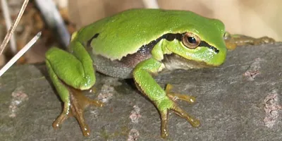6 удивительных фактов о лягушках, внушающих уважение и трепет - Лайфхакер