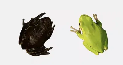 В Африке обнаружили новый вид крошечных лягушек-«пищалок» - Газета.Ru |  Новости