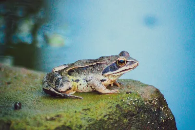 ТОП-10 самых необычных видов лягушек | ⭐ ТопКафе | Дзен