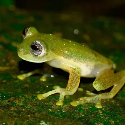 В Колумбии нашли «тикающих» стеклянных лягушек с зелеными костями