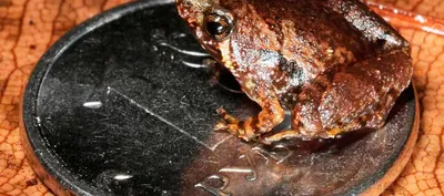 Как зимуют лягушки в воде и на суше