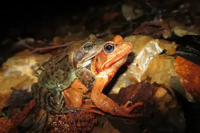 Весенний нерест лягушек в Усть-Катаве