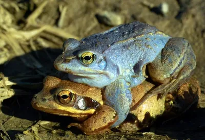 В Мексике обнаружены шесть новых видов крошечных лягушек