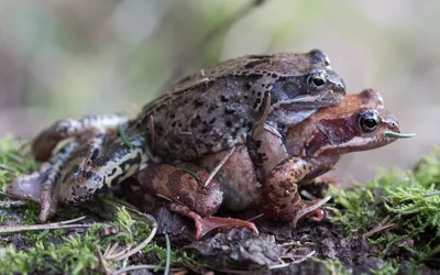 Биологи открыли лягушек, которые не умеют квакать | Телеканал  Санкт-Петербург