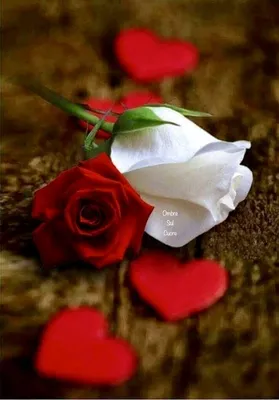 100+] Romantic Love Flowers Wallpapers | Wallpapers.com