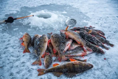 [78+] Картинки про зимнюю рыбалку обои