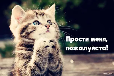 Прости, но ты меня спровоцировал(а)»» — Яндекс Кью