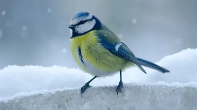 Фіолетові птахи: ТОП-12 види – фото, назви, опис