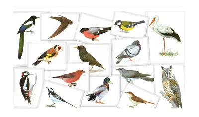 Зелені птахи: ТОП-30 види – фото, назви, опис • Світ Довкола