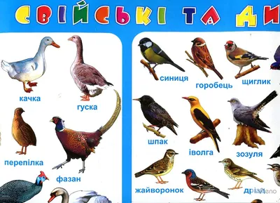 Птахи, які гніздяться на деревах - Цифрові уроки - UA Цифрова освіта та  навчання від Mozaik